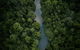World Heritage Highlights: Reef/Daintree/Cape Tribulation - thumb 10