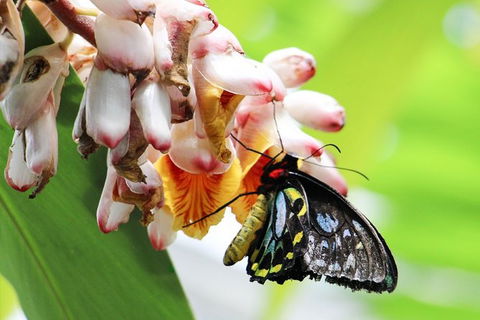 Australian Butterfly Sanctuary- Virtual Interactive Tour With Private Guide - South Australia Travel 7