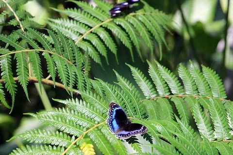 Australian Butterfly Sanctuary- Virtual Interactive Tour With Private Guide - South Australia Travel 3
