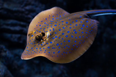 Cairns Aquarium Tour By Twilight With Drink And Appetiser - South Australia Travel 5