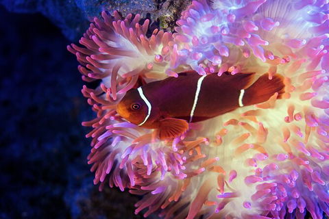 Cairns Aquarium Tour By Twilight With Drink And Appetiser - South Australia Travel 2