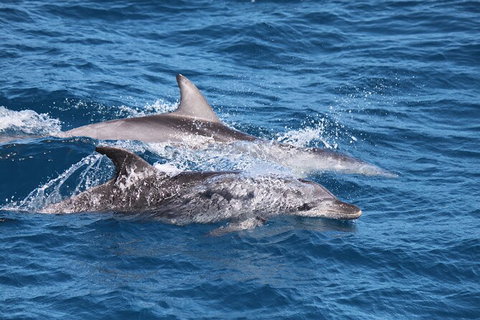 Sandy Straits Scenic & Wildlife Cruise - South Australia Travel 1
