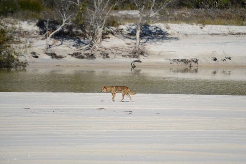 Sandy Straits Scenic & Wildlife Cruise - South Australia Travel 10