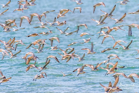 Sandy Straits Scenic & Wildlife Cruise - South Australia Travel 4