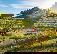 Barossa Valley Highlights from Barossa Valley Including Wine and Cheese Tasting - South Australia Travel