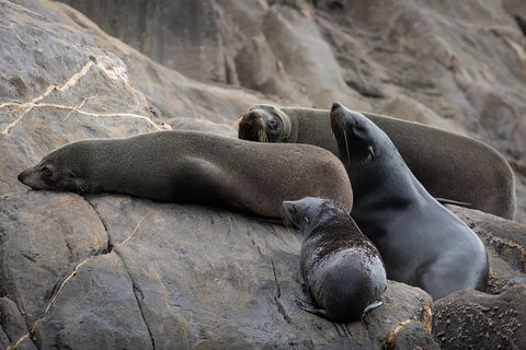 Kangaroo Island Ocean Safari - Snorkeling Safari - South Australia Travel 7
