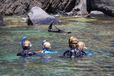 Kangaroo Island Ocean Safari - Snorkeling Safari - South Australia Travel 4