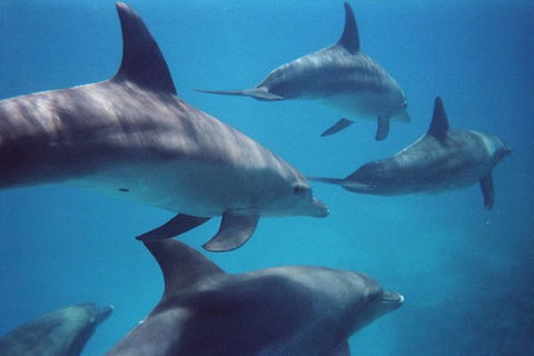 Kangaroo Island Ocean Safari - Snorkeling Safari - South Australia Travel 3