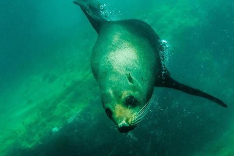 Kangaroo Island Ocean Safari - Snorkeling Safari - South Australia Travel 5