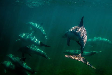 Kangaroo Island Ocean Safari - Snorkeling Safari - South Australia Travel 1