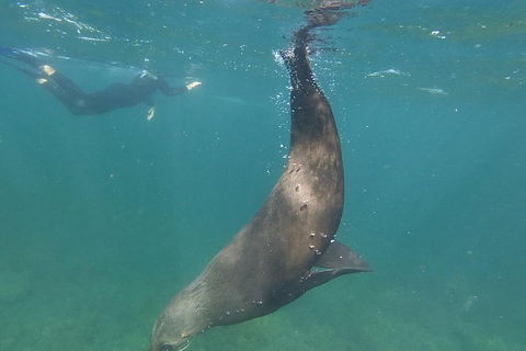 Kangaroo Island Ocean Safari - Snorkeling Safari - South Australia Travel 6