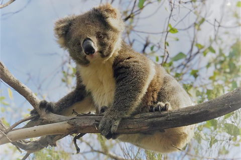 Kangaroo Island Scenic Trail Tour - South Australia Travel 2