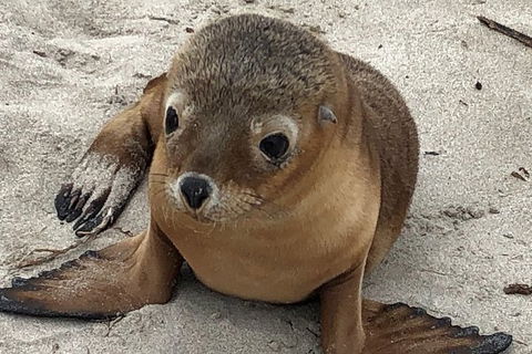 Kangaroo Island Scenic Trail Tour - South Australia Travel 6