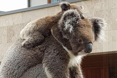 Adelaide Shore Excursion: Adelaide City Tour By Private Limo - South Australia Travel 2