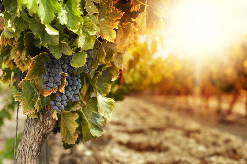 Kangaroo Island Half Day Food And Wine Trail Tour - South Australia Travel 0