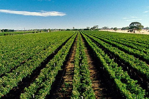 Adelaide Hills Wine Tour - South Australia Travel 1