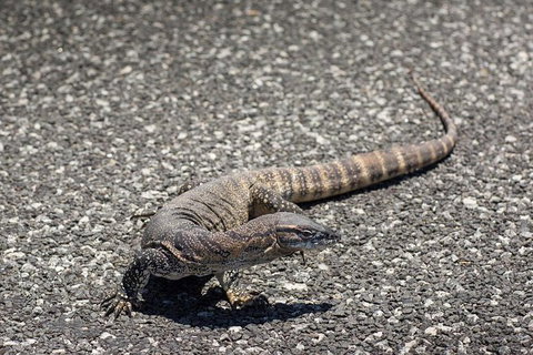 Coffin Bay Oysters, Ocean & Nature Tour - South Australia Travel 5
