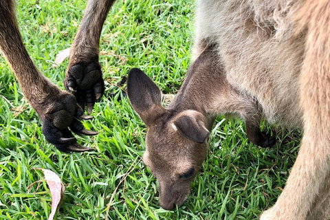 Coffin Bay Oysters, Ocean & Nature Tour - South Australia Travel 10