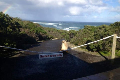 Kangaroo Island 4WD - Seal Bay - South Australia Travel 1