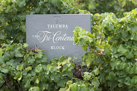 Yalumba Nursery & Grenache Discovery Tour + Platter Lunch - South Australia Travel 0
