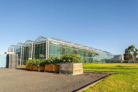 Yalumba Nursery & Grenache Discovery Tour + Platter Lunch - South Australia Travel 5
