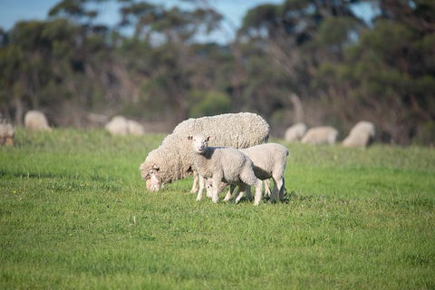 Fine Flavours - Full Day Kangaroo Island Food & Wine Tour - South Australia Travel 9