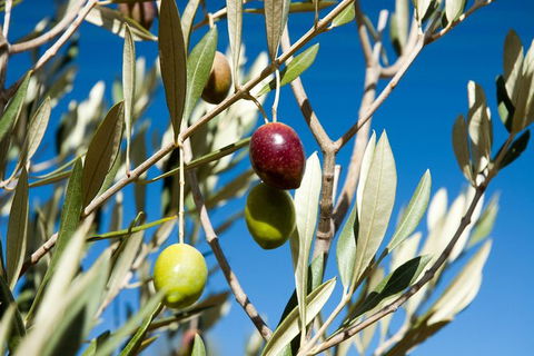 Fine Flavours - Full Day Kangaroo Island Food & Wine Tour - South Australia Travel 3