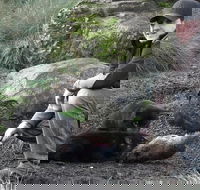 After Dark Tasmanian Devil Feeding Tour at Cradle Mountain - South Australia Travel