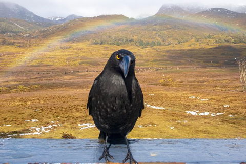 Cradle Mountain Park Explorer - South Australia Travel 5