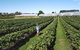 Tamar Valley Food And Wine Boutique Tours - thumb 21