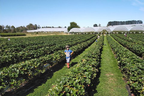 Tamar Valley Food And Wine Boutique Tours - South Australia Travel 21
