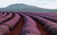 Tamar Valley Food And Wine Boutique Tours - thumb 1