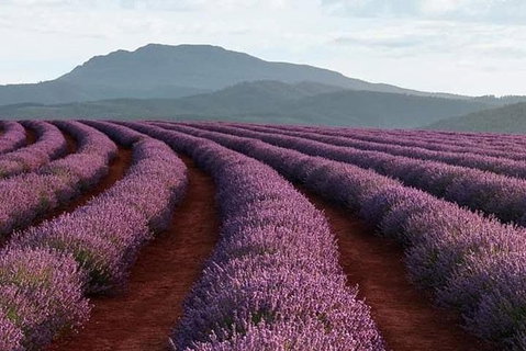 Tamar Valley Food And Wine Boutique Tours - South Australia Travel 1