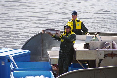 Afternoon Gordon River Dinner Cruise - Departing 3pm - South Australia Travel 3