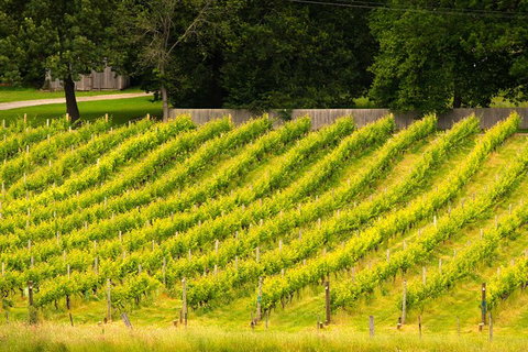 All Inclusive Wine Tour Up The Derwent Valley Hobart: Local Wines & Cheeses - South Australia Travel 3