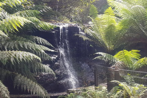 Mt. Wellington Morning Hike + Afternoon Beer & History Walk - South Australia Travel 16