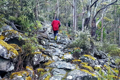 Mt. Wellington Morning Hike + Afternoon Beer & History Walk - South Australia Travel 8