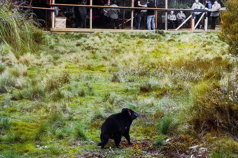 1-Hour Tasmanian Devil Feeding Day Tour At Cradle Mountain - South Australia Travel 4