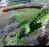 1-Hour Tasmanian Devil Feeding Day Tour at Cradle Mountain - South Australia Travel