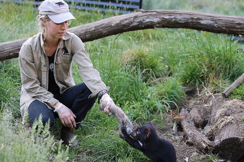 1-Hour Tasmanian Devil Feeding Day Tour At Cradle Mountain - South Australia Travel 0