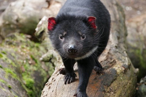 1-Hour Tasmanian Devil Feeding Day Tour At Cradle Mountain - South Australia Travel 1