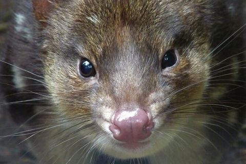 1-Hour Tasmanian Devil Feeding Day Tour At Cradle Mountain - South Australia Travel 2