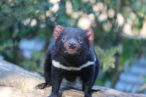 1-Hour Tasmanian Devil Feeding Day Tour At Cradle Mountain - South Australia Travel 5