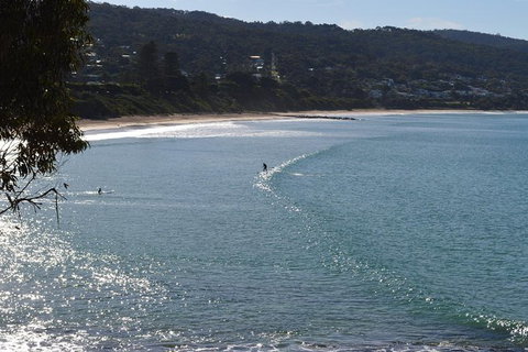 PRIVATE Great Ocean Road Tour And 12 Apostles With Wildlife Spotting - South Australia Travel 6