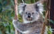 PRIVATE Great Ocean Road Tour And 12 Apostles With Wildlife Spotting - thumb 7