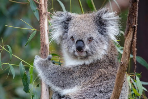 PRIVATE Great Ocean Road Tour And 12 Apostles With Wildlife Spotting - South Australia Travel 7