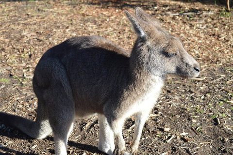 PRIVATE Great Ocean Road Tour And 12 Apostles With Wildlife Spotting - South Australia Travel 2