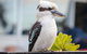 PRIVATE Great Ocean Road Tour And 12 Apostles With Wildlife Spotting - thumb 9