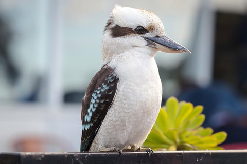 PRIVATE Great Ocean Road Tour And 12 Apostles With Wildlife Spotting - South Australia Travel 9