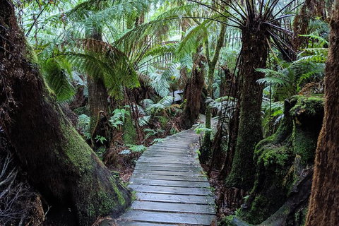 PRIVATE Great Ocean Road Tour And 12 Apostles With Wildlife Spotting - South Australia Travel 8